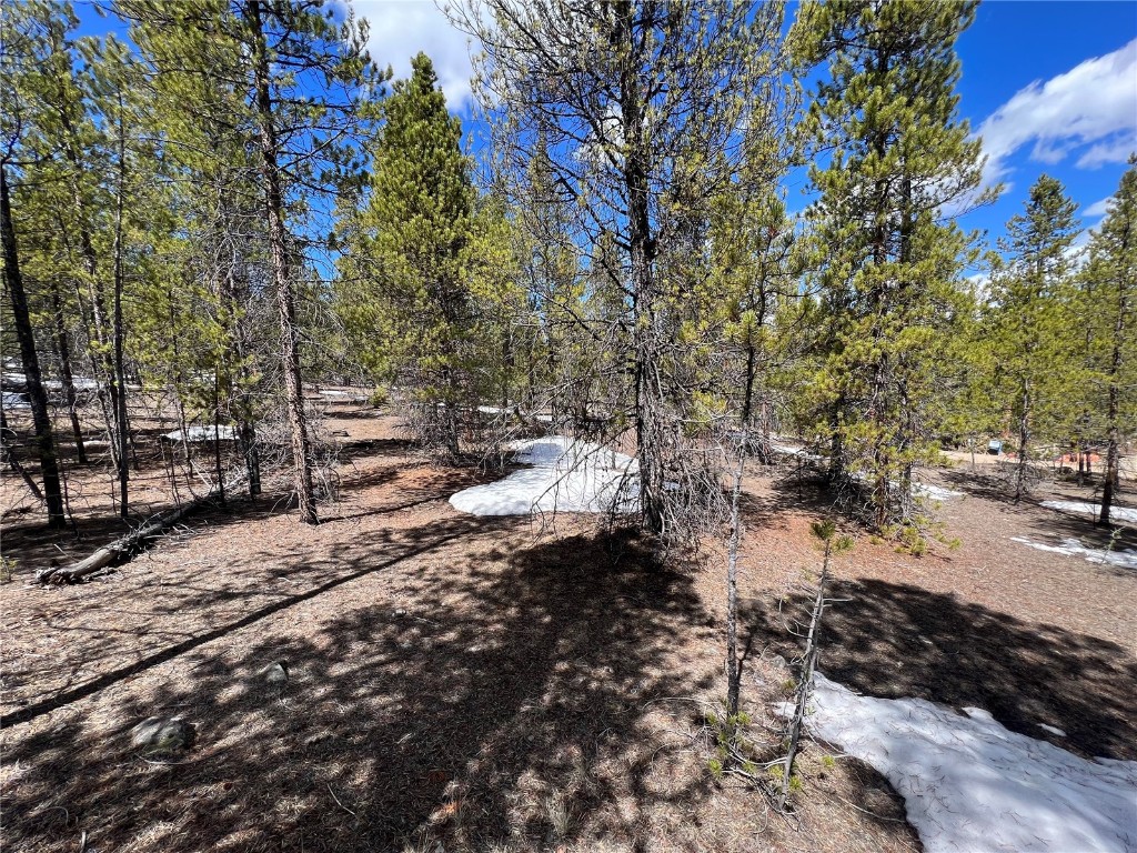 a view of a forest with lots of trees