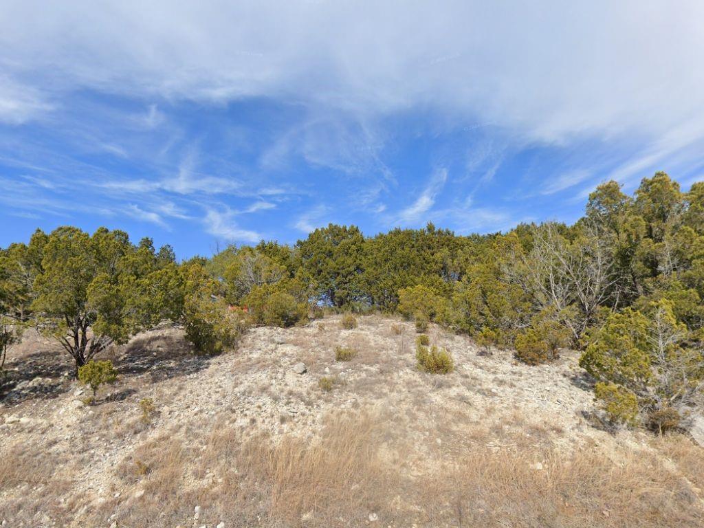 a view of a forest with trees in the background