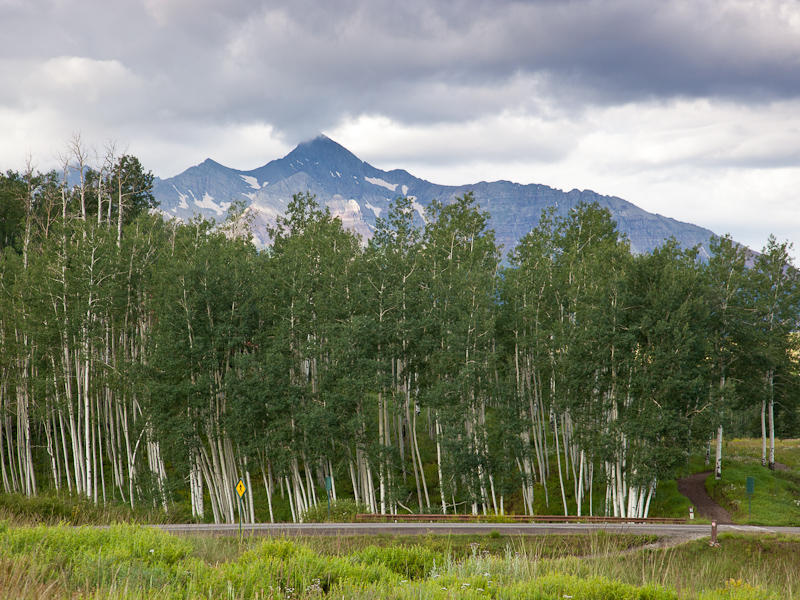 a view of a city with lush green forest