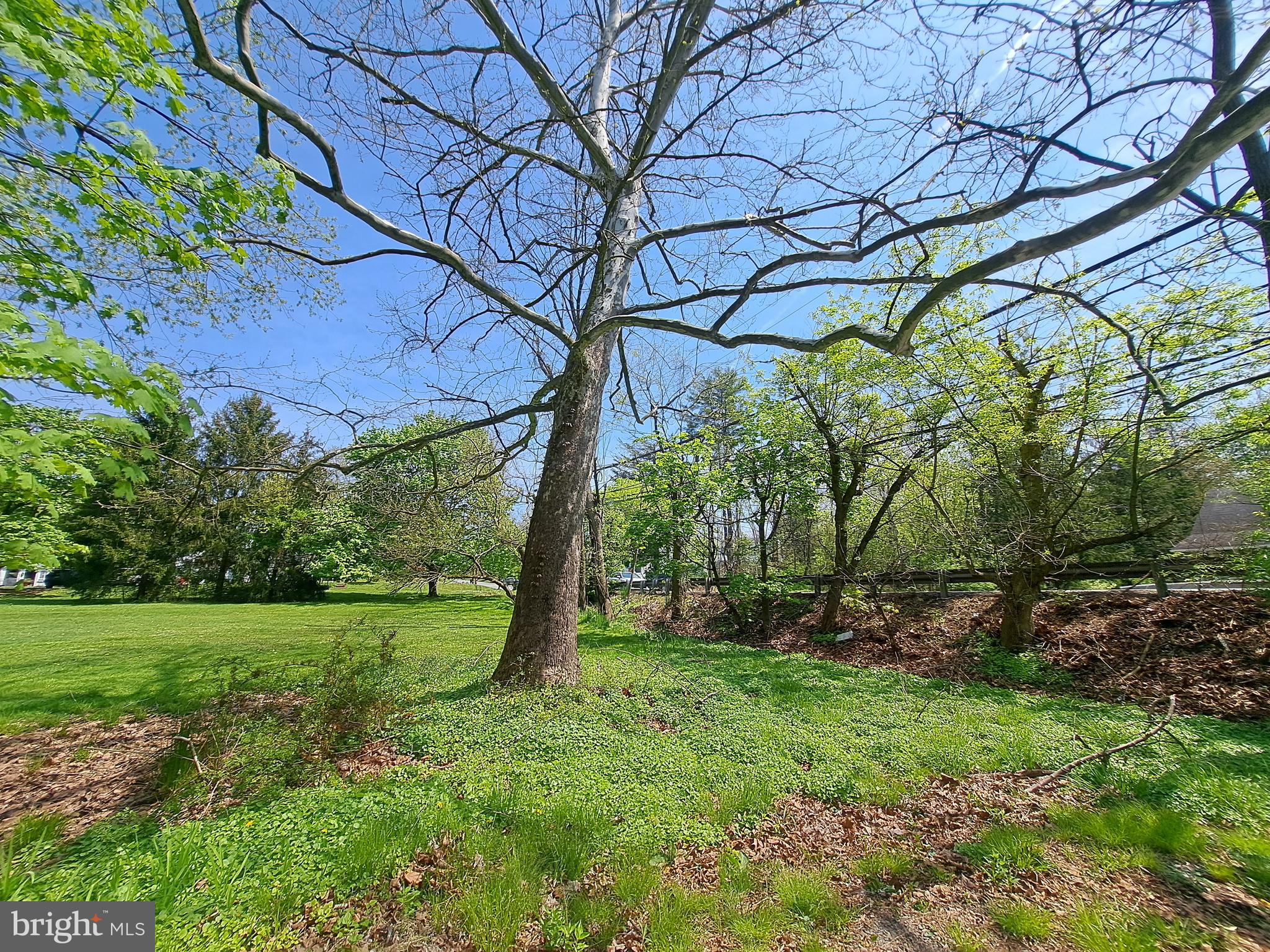 a view of a yard with a tree