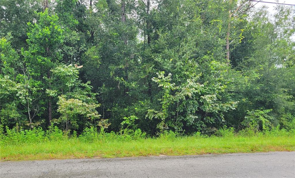 a view of a yard with a trees