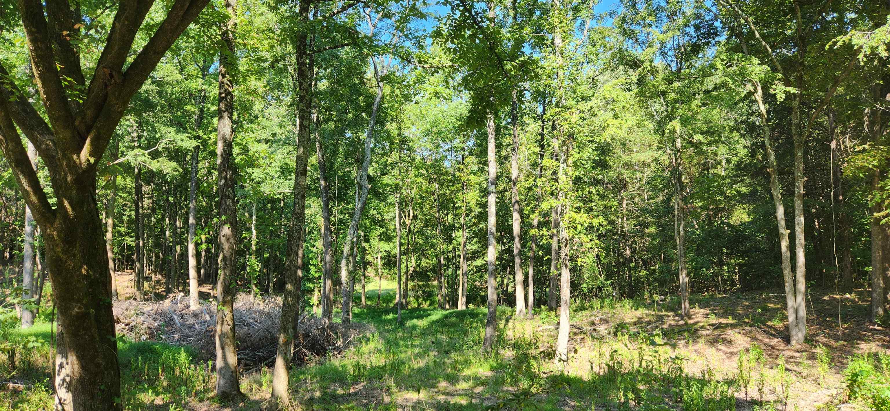 a view of forest