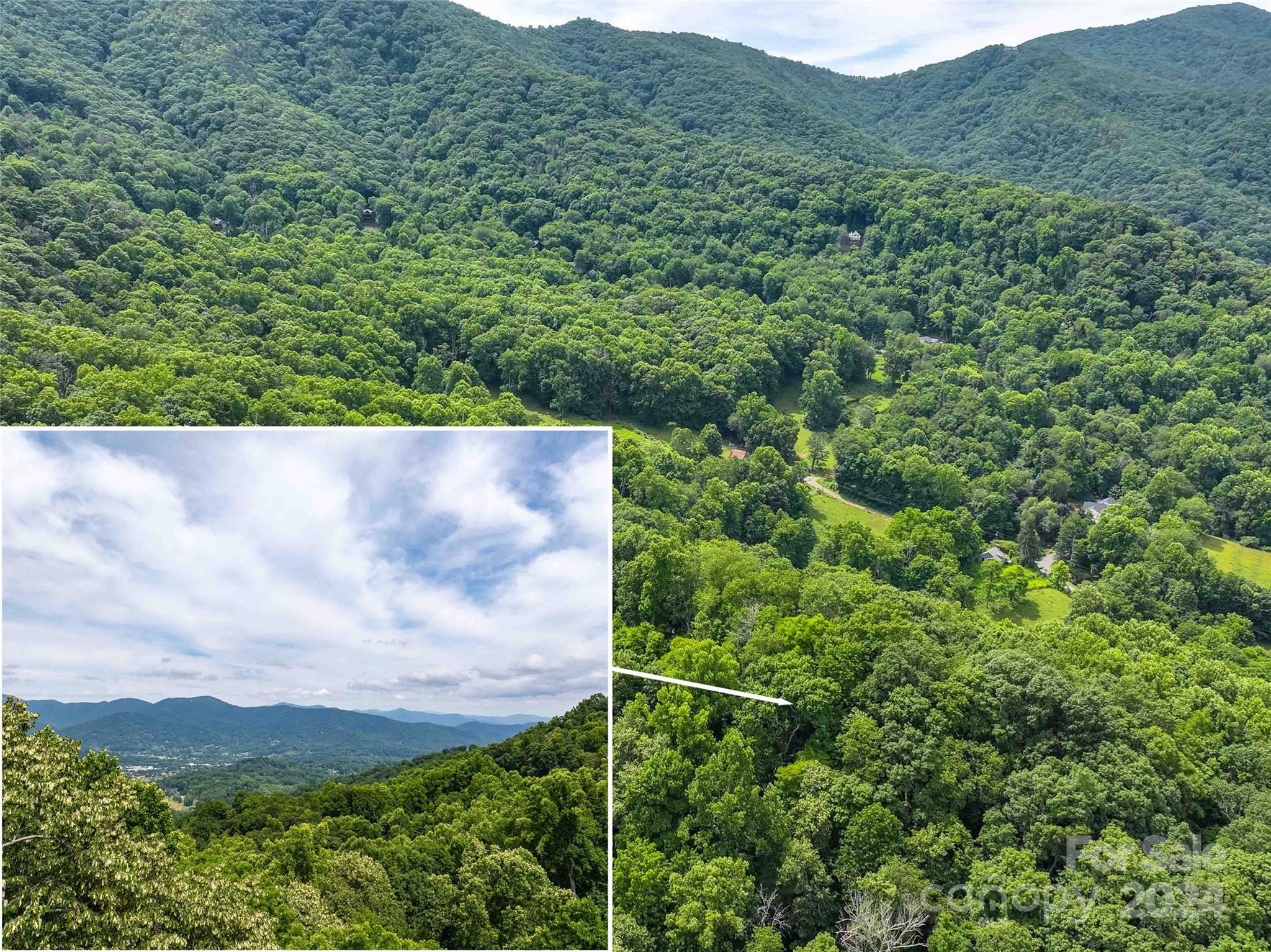 a view of a lush green forest with a mountain in the background