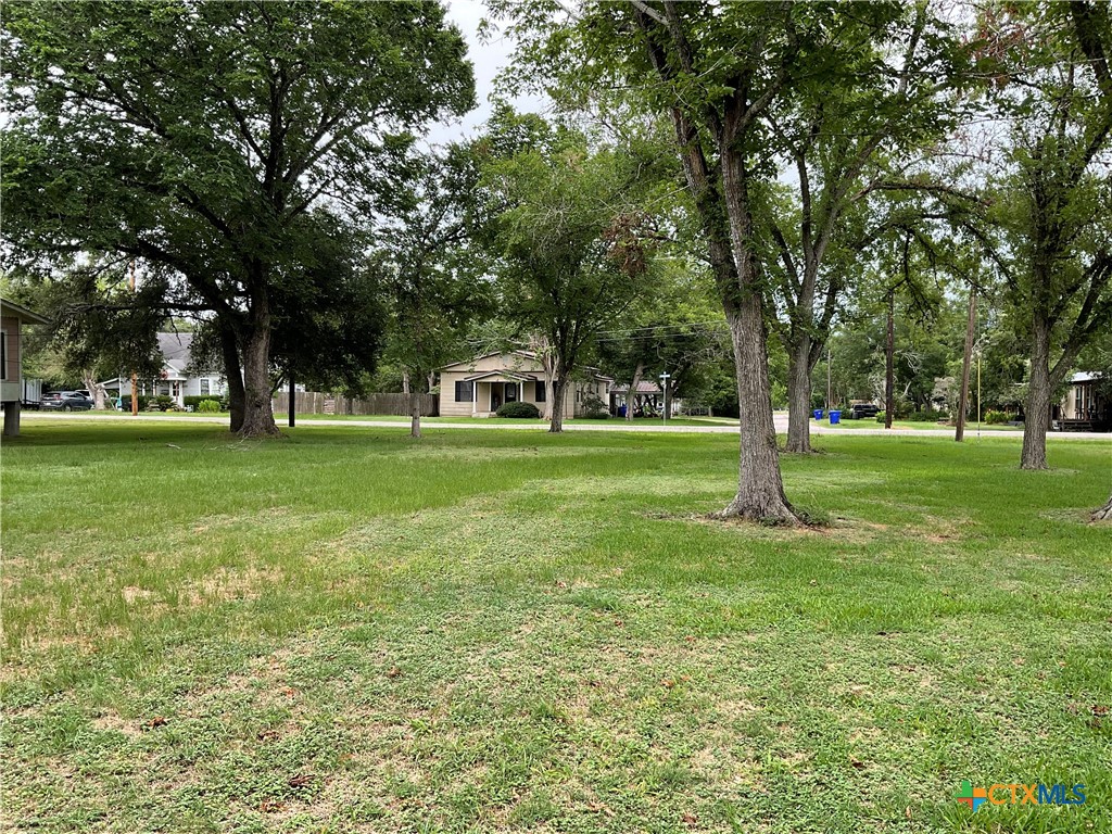 a view of a tree in a park