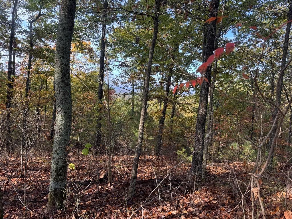 a view of forest