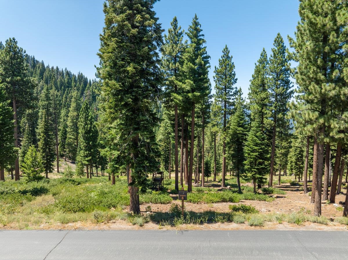 a view of a park that has large trees