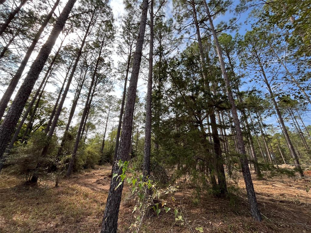 a view of forest