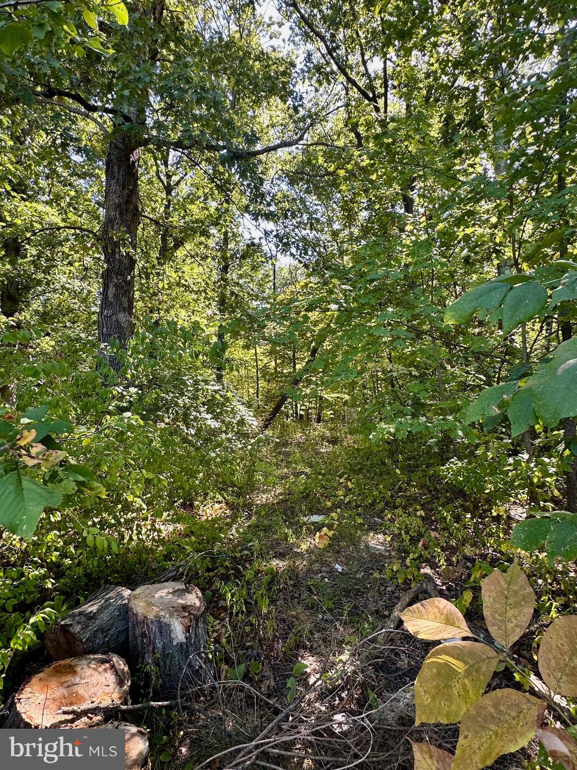 a view of a tree in a backyard