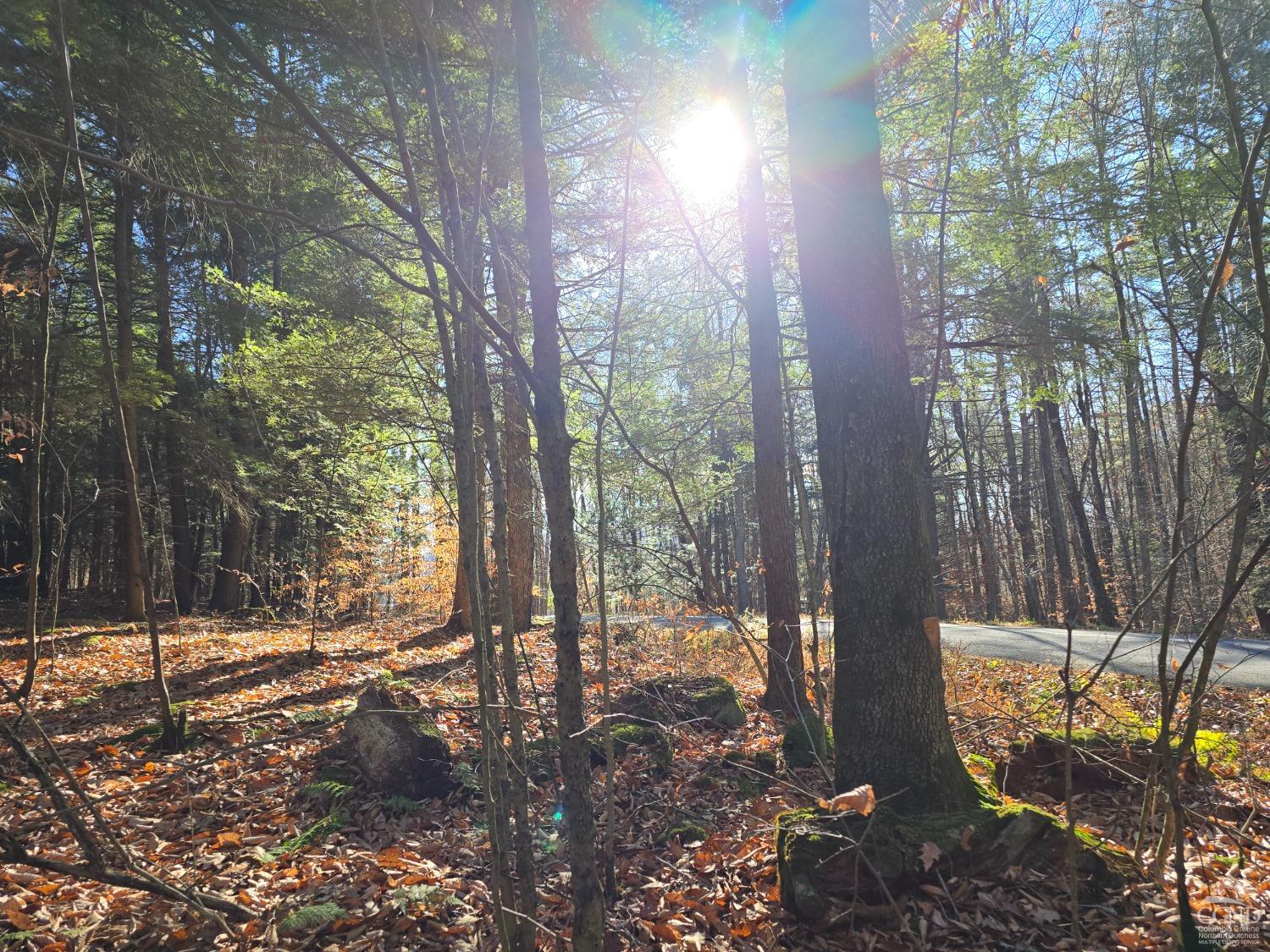 a view of a forest filled with trees