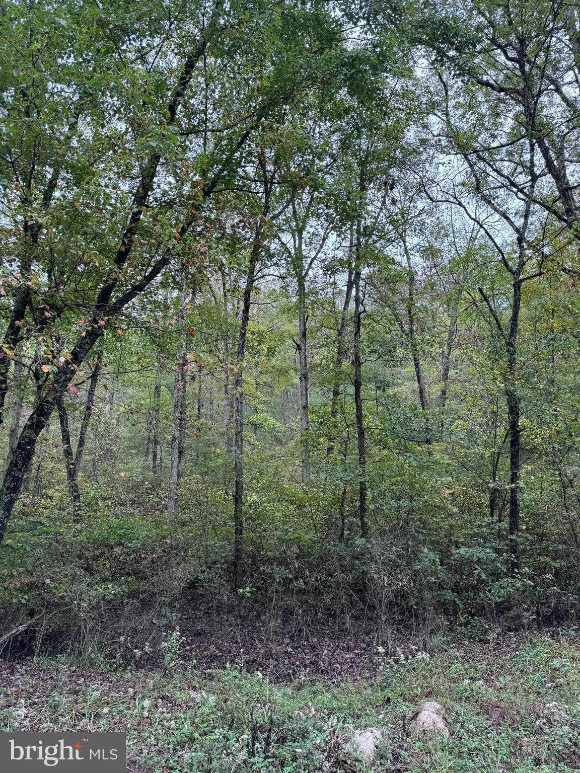 a view of a forest with trees