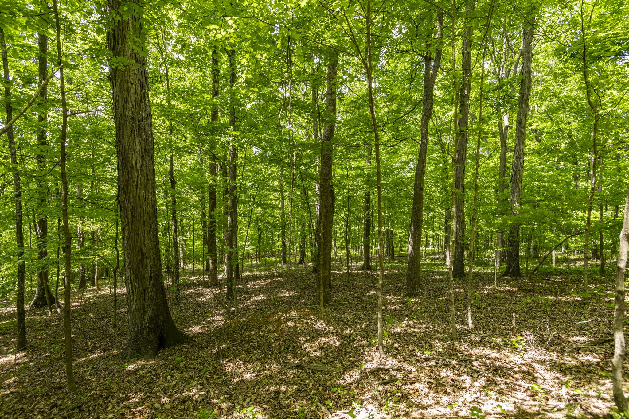 a big yard with lots of green space and trees