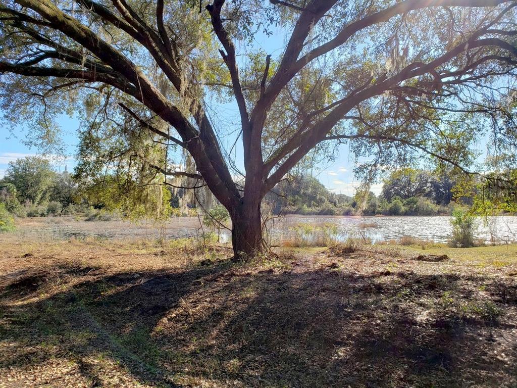 a view of a yard with large trees