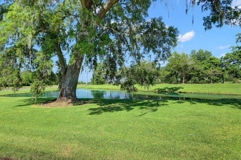 a view of a park with a tree