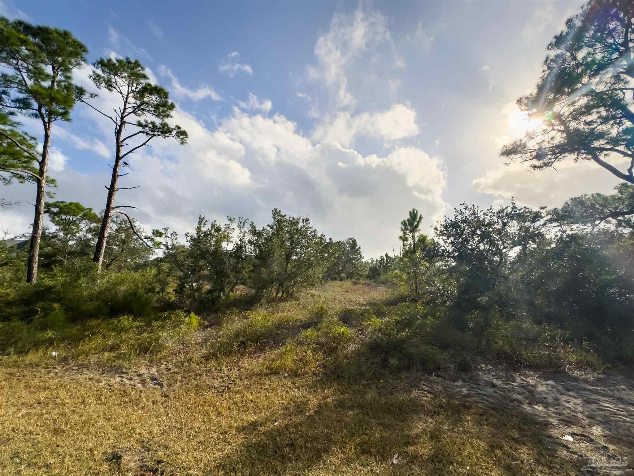 a view of a bunch of trees in background