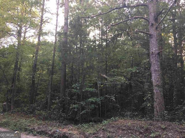 a view of a forest with trees in the background