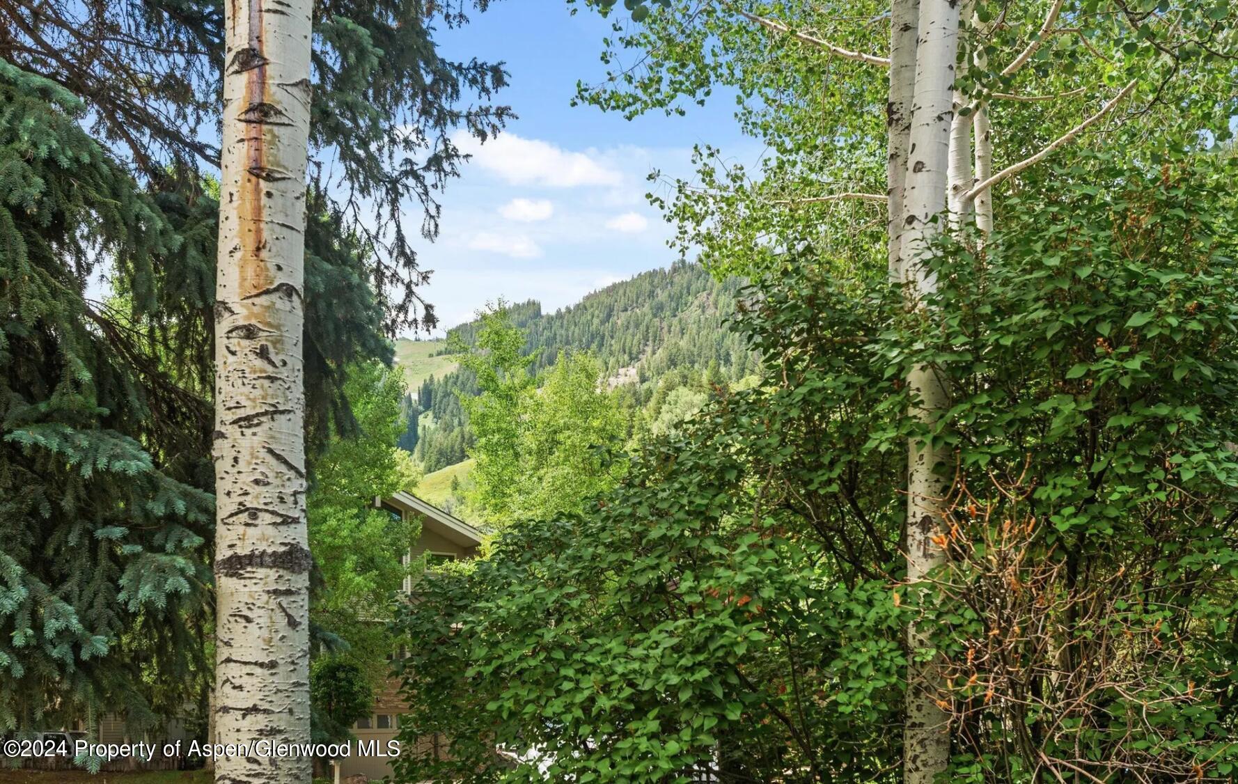 a view of a yard with plants and trees