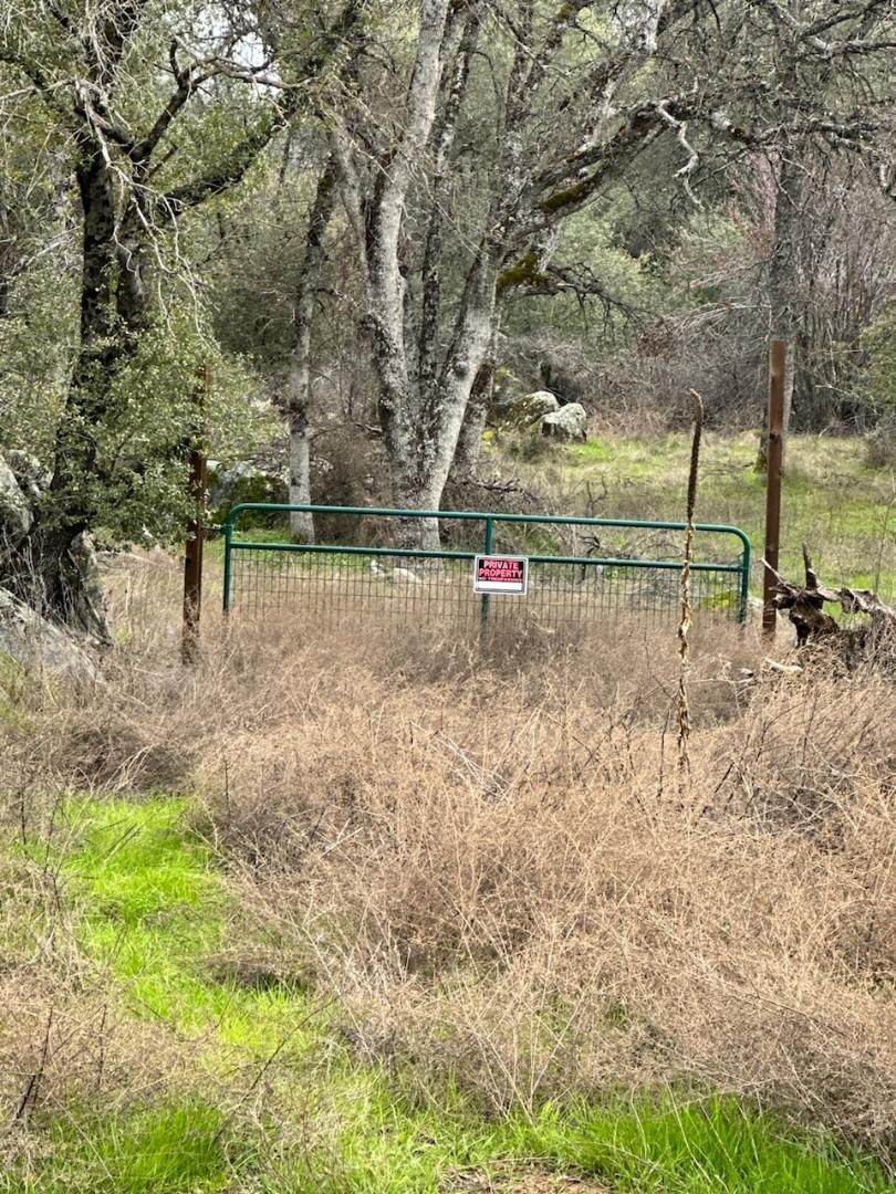 a view of a yard with a tree