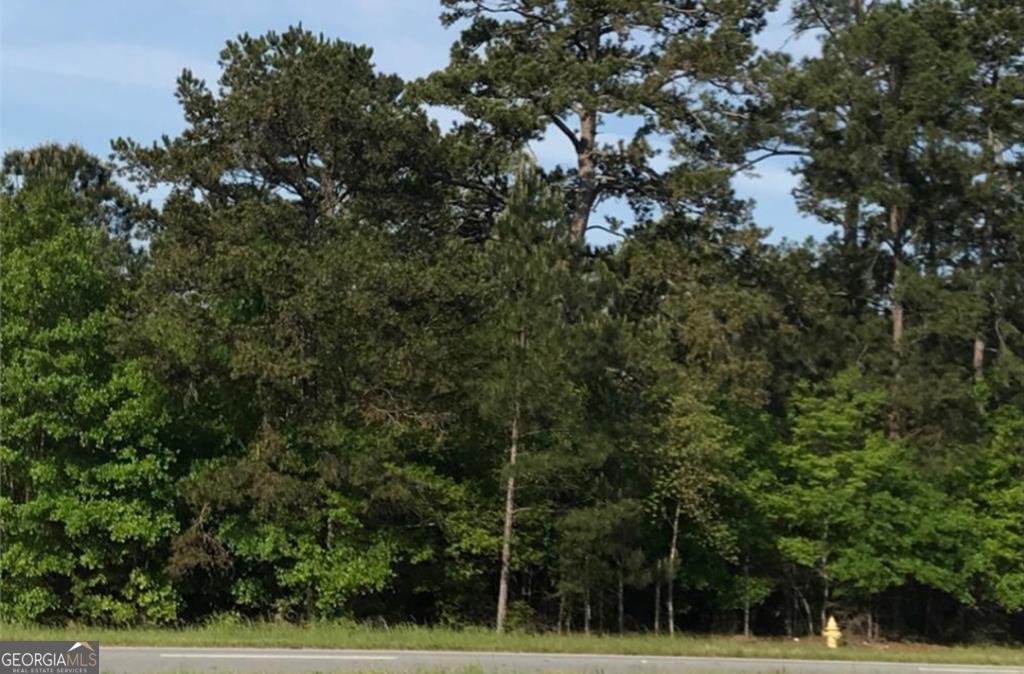 a view of a forest with a tree