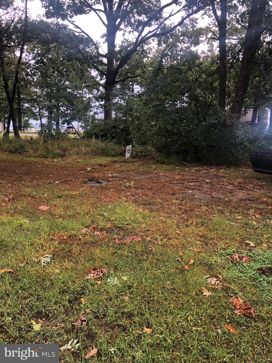 a view of a yard with plants and trees