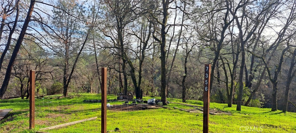 a view of a park with large trees