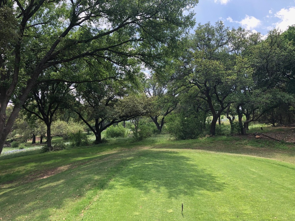 a view of a tree in a yard