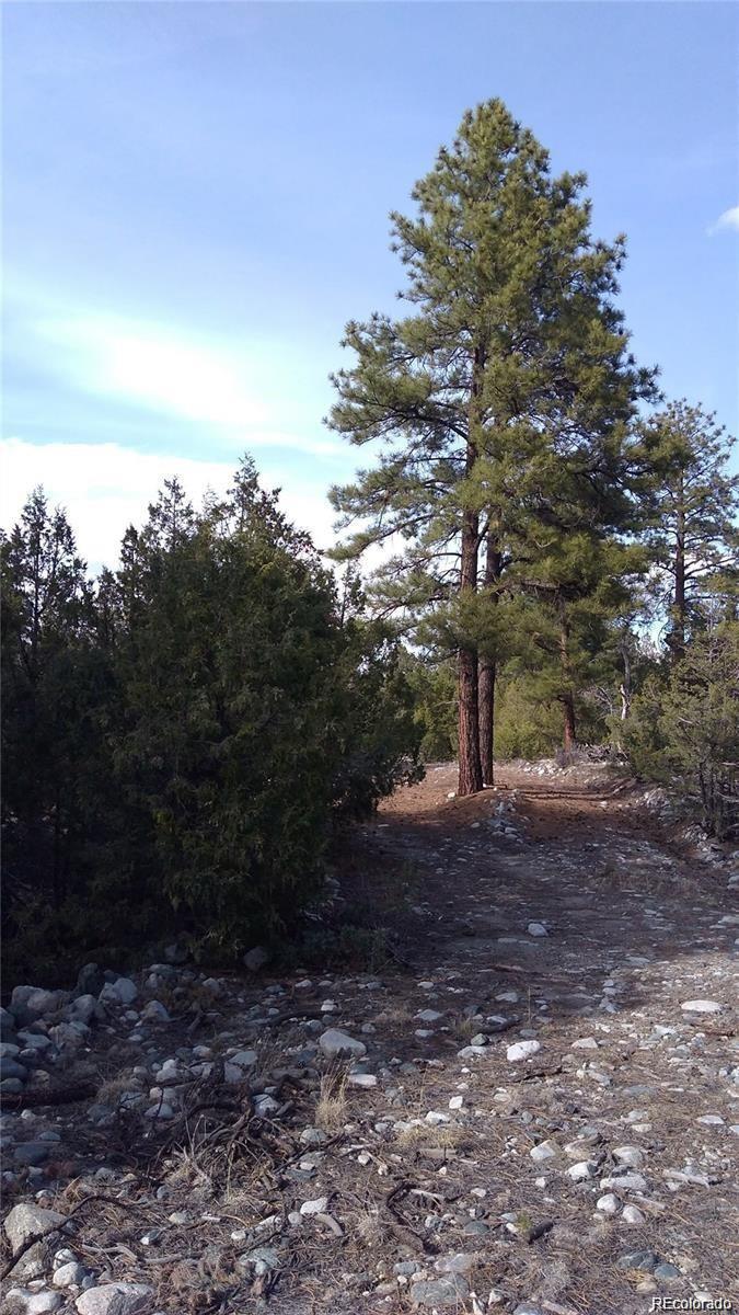 a view of a yard with a tree