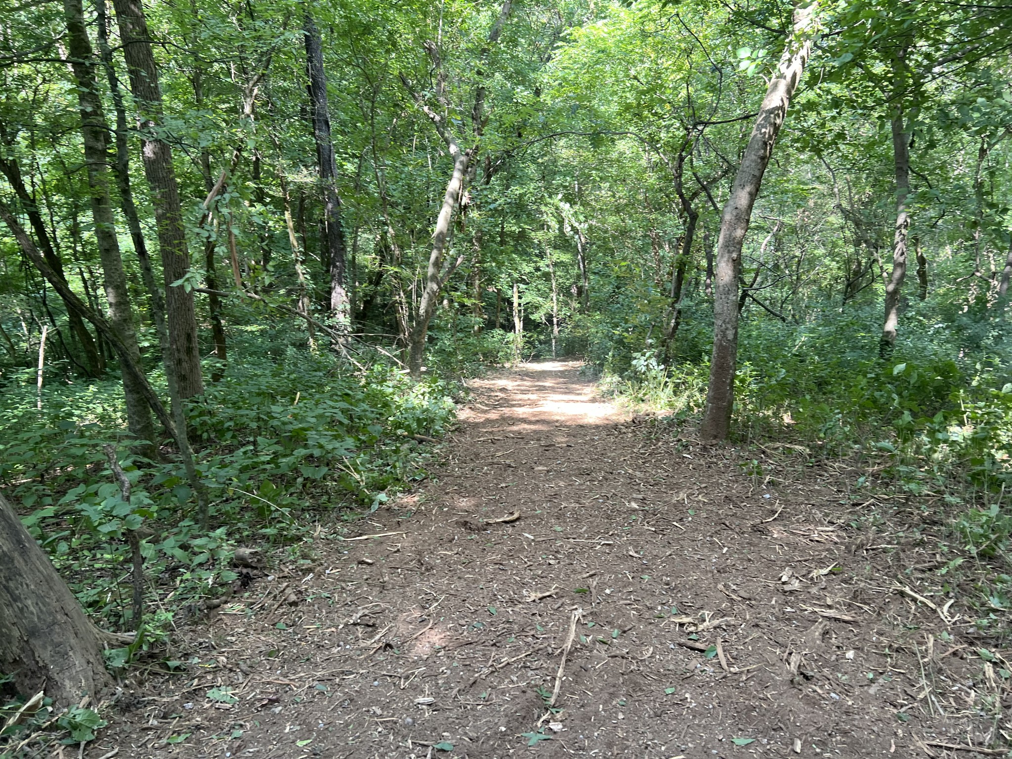 a view of a forest with trees in the background