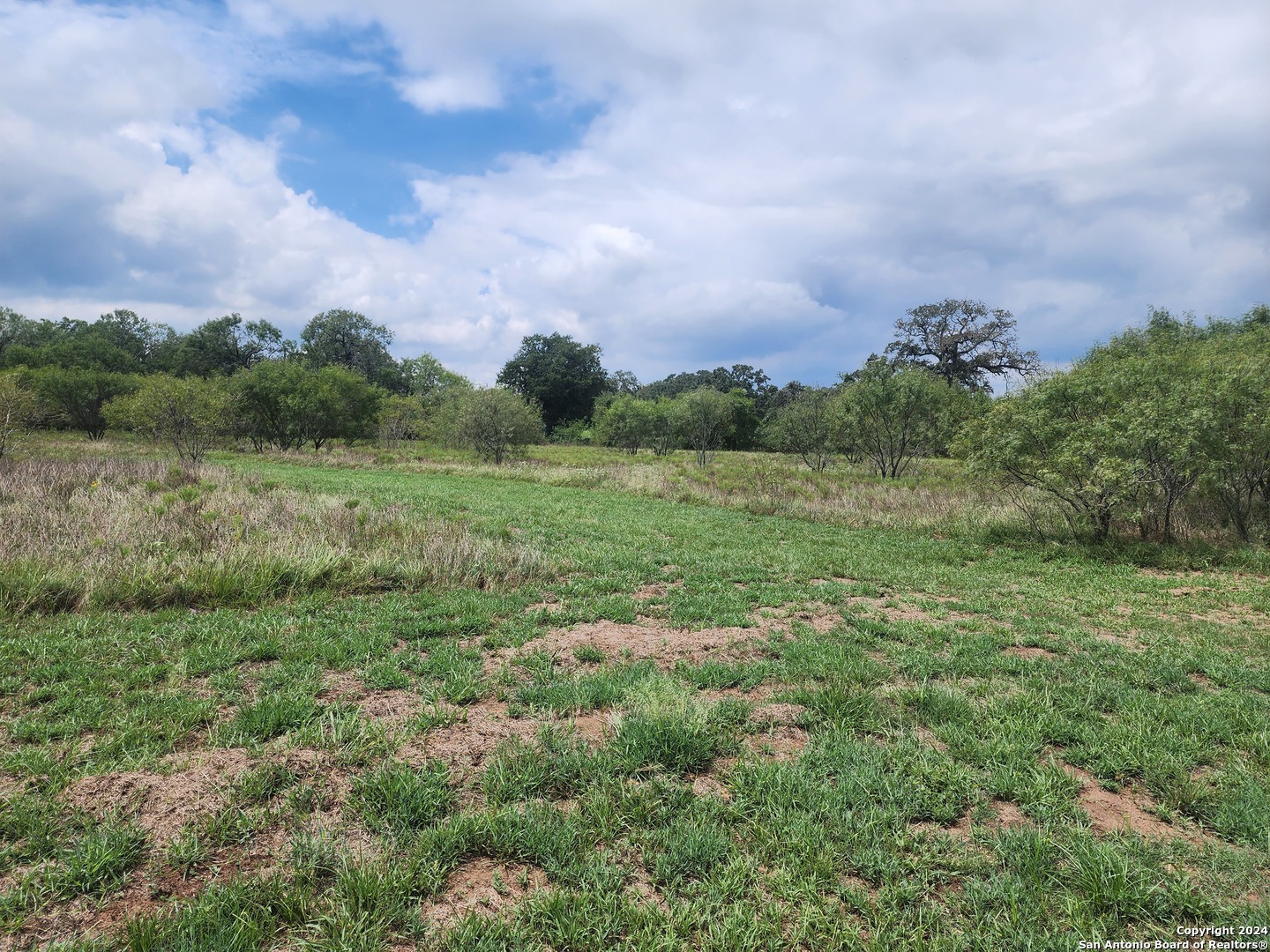 a view of a field of grass and trees