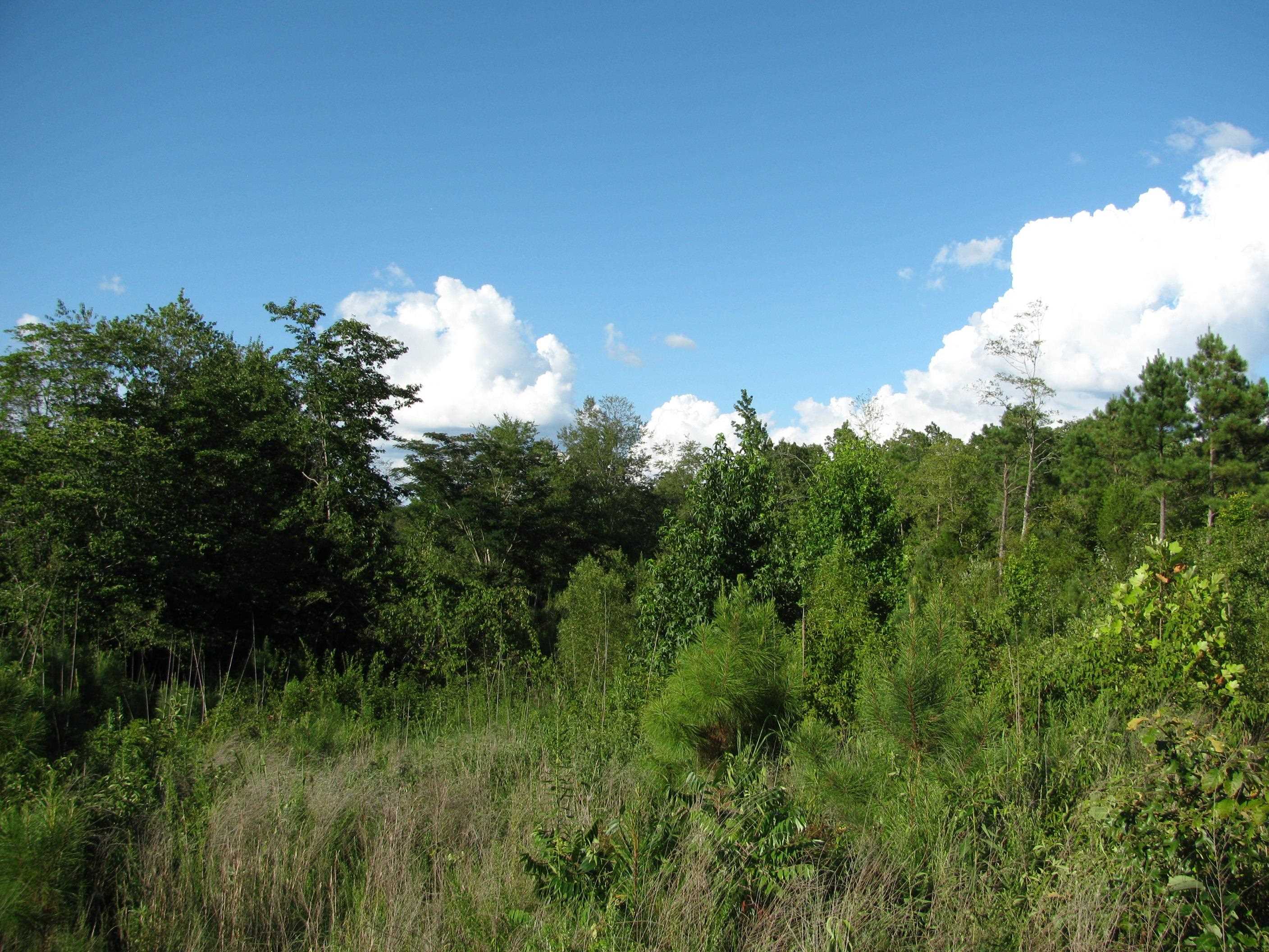 a view of a big yard with lots of green space and mountain view