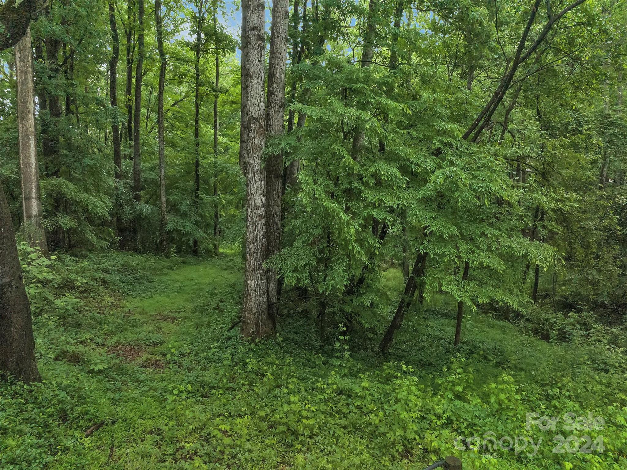 a view of a lush green forest