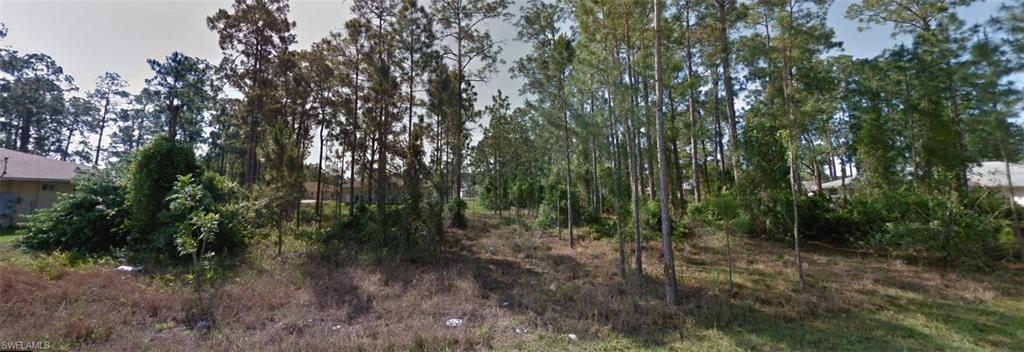 a view of a forest with trees in the background