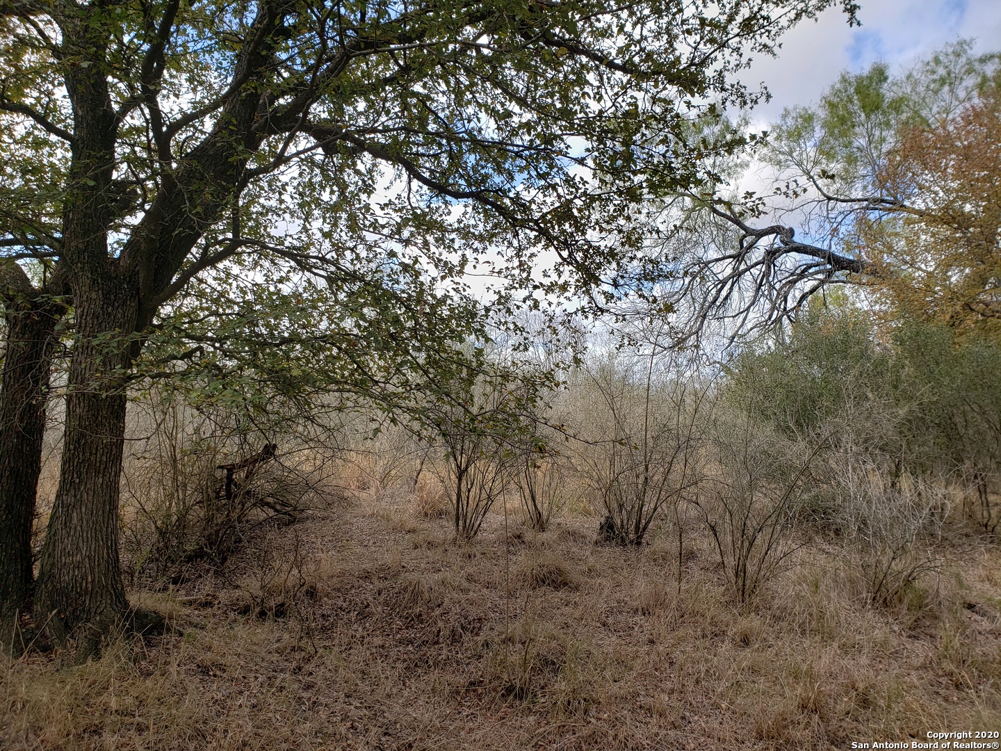 a view of a forest with lots of trees