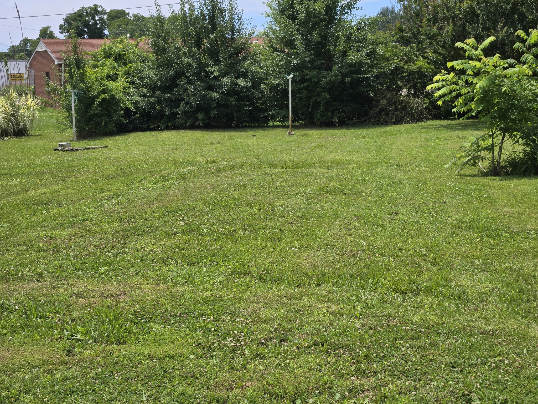 a view of a field with a tree