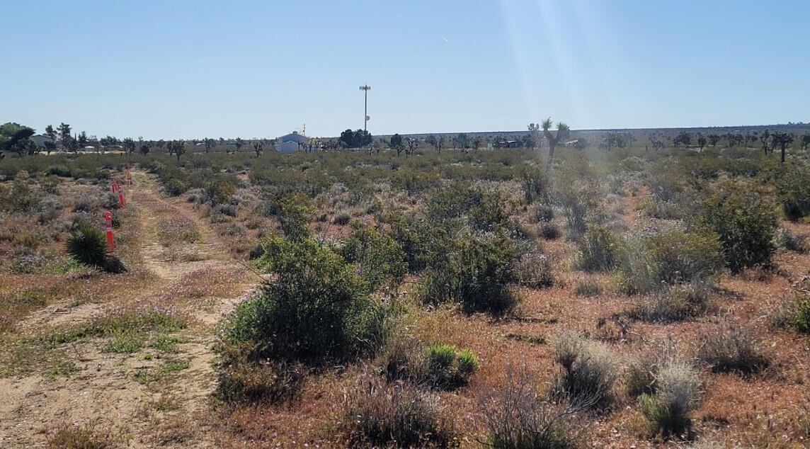 a view of a dry field with lots of trees in the background