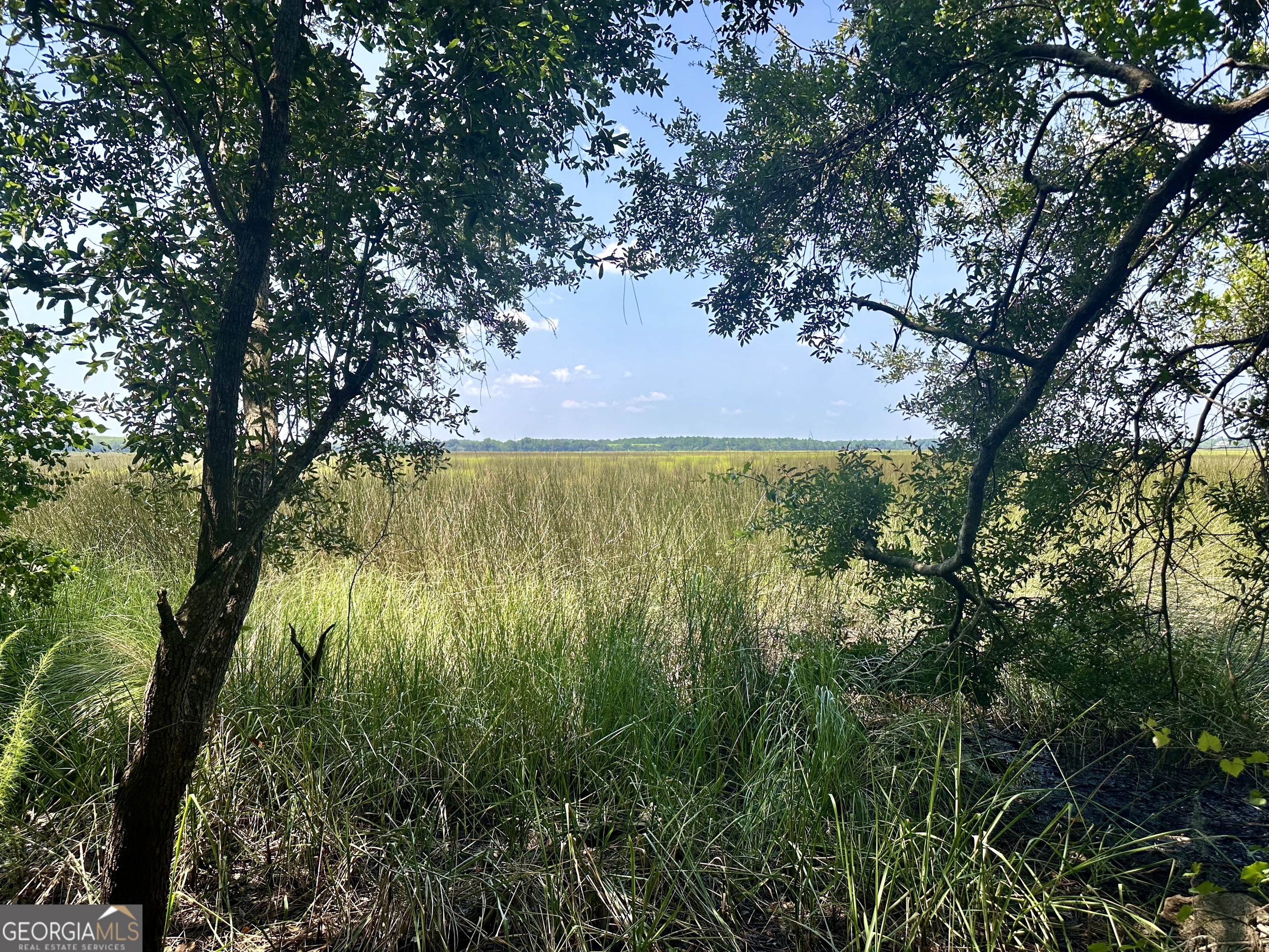 a view of a trees in a yard