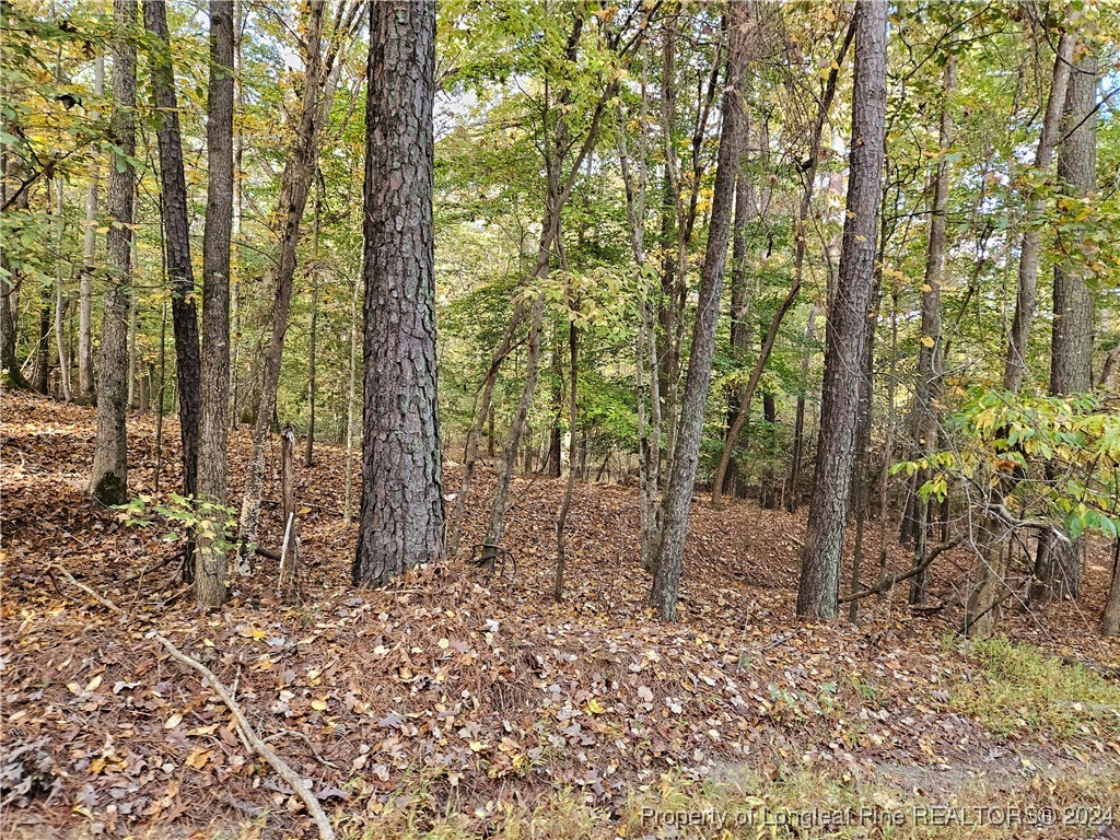 a view of a forest with lots of trees