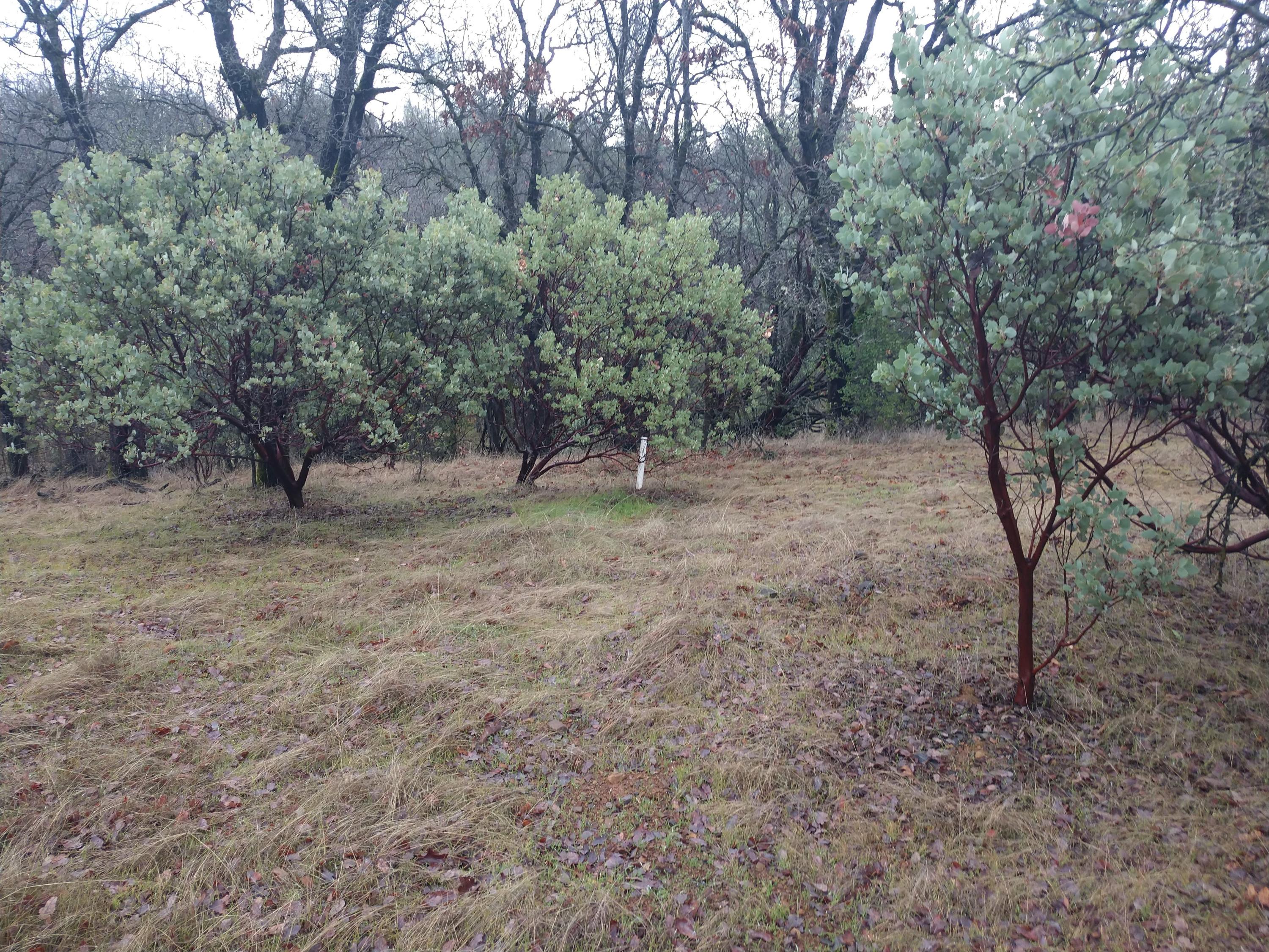 a view of a forest with trees in the background