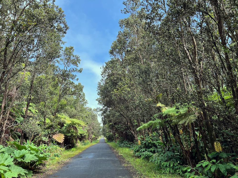 a view of a garden with plants and large trees