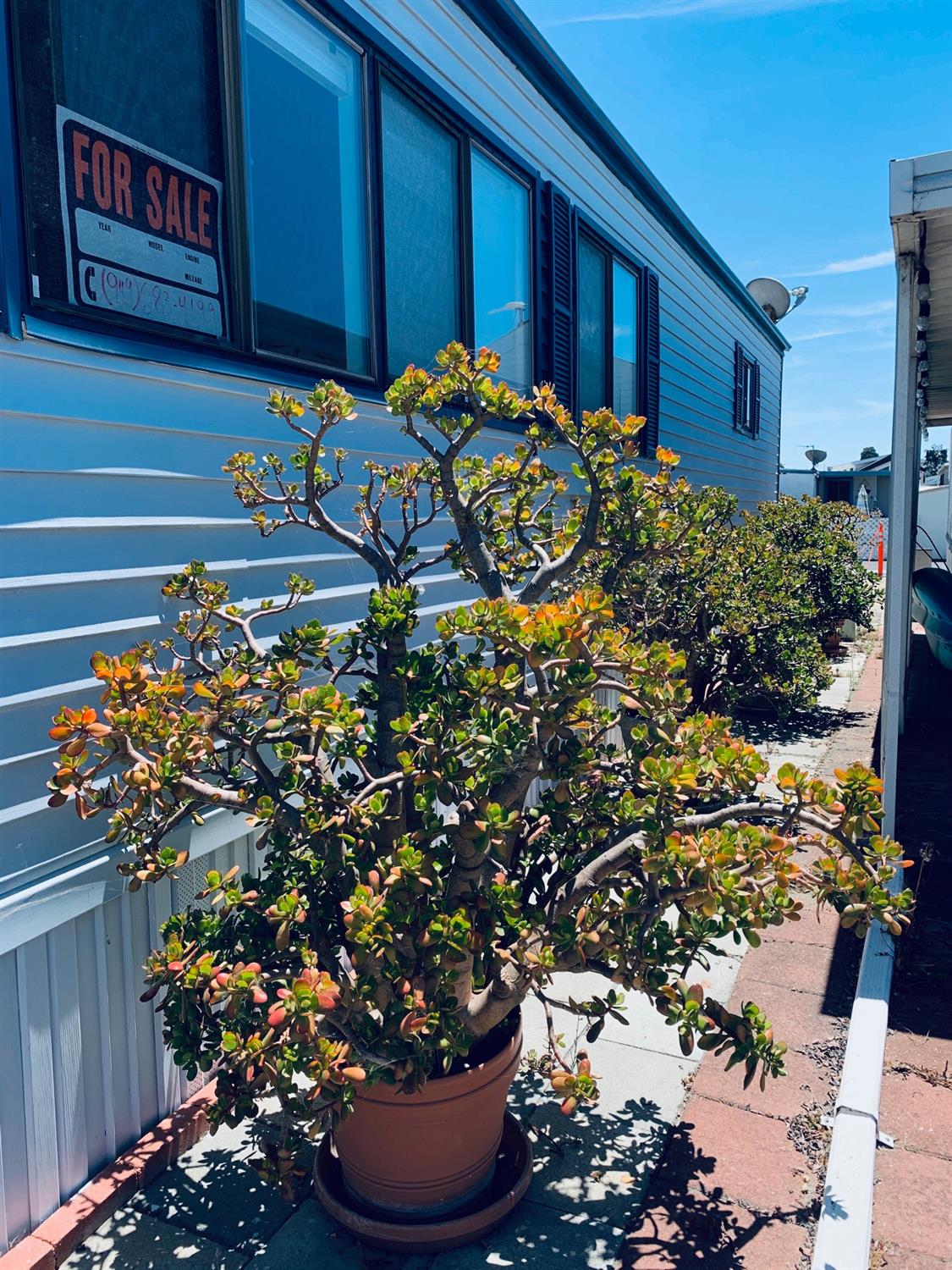 Shoe Tree, 801 Dolliver St, Pismo Beach, CA - MapQuest