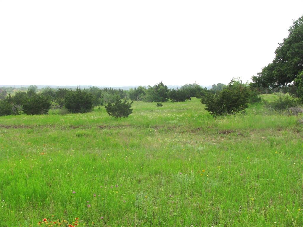 a view of a green field with plants