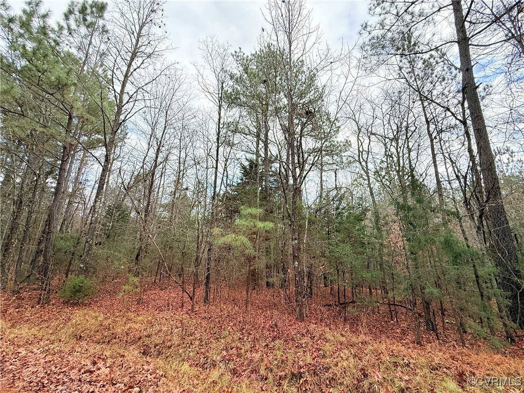 a view of a forest with trees in the background