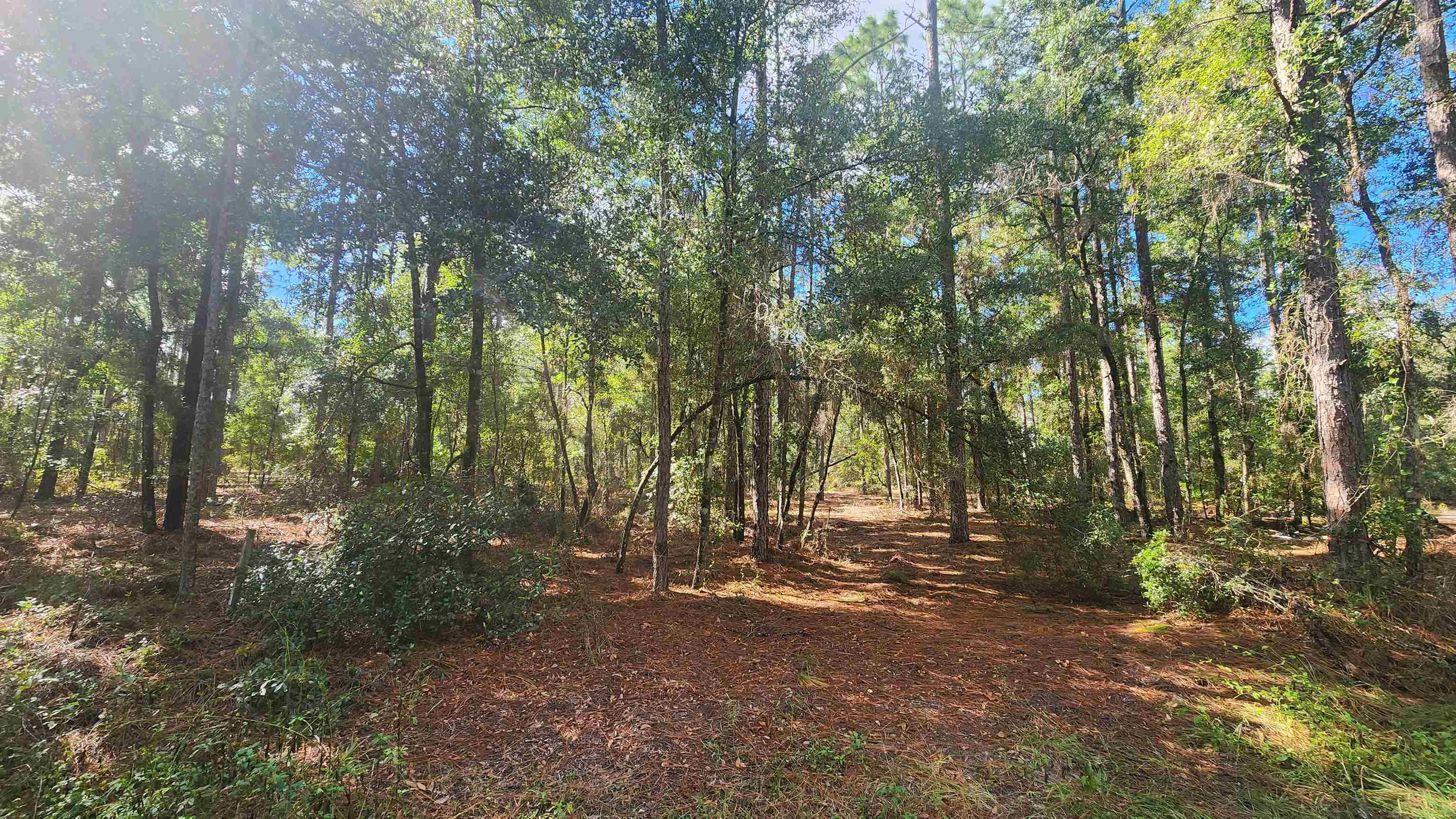 a view of outdoor space and trees