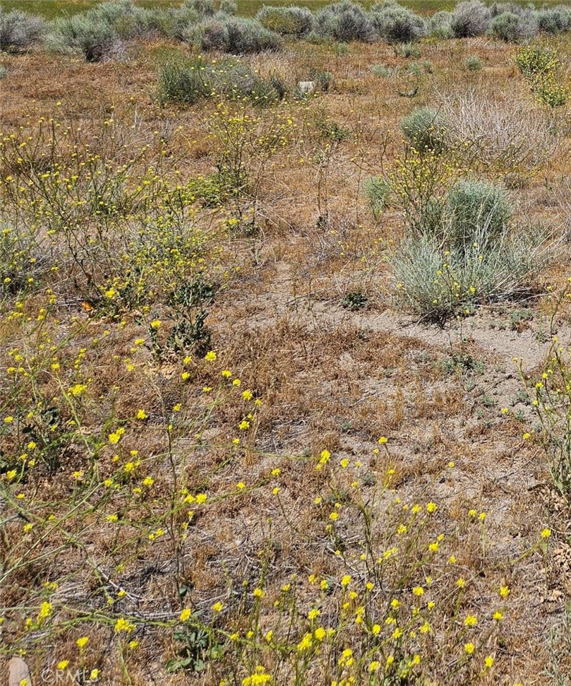 a view of a field