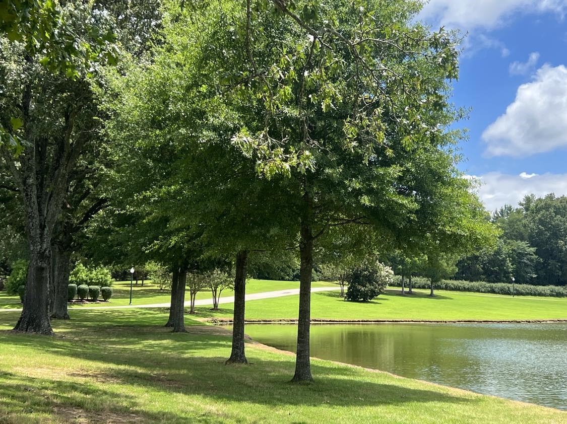 a view of swimming pool with a big yard and large trees