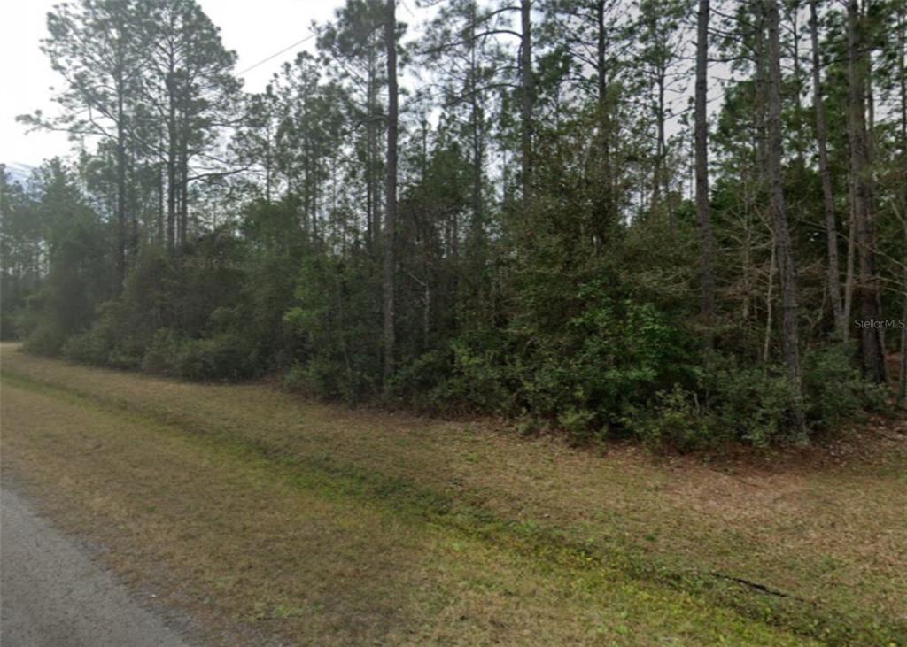 a view of a forest with trees in the background