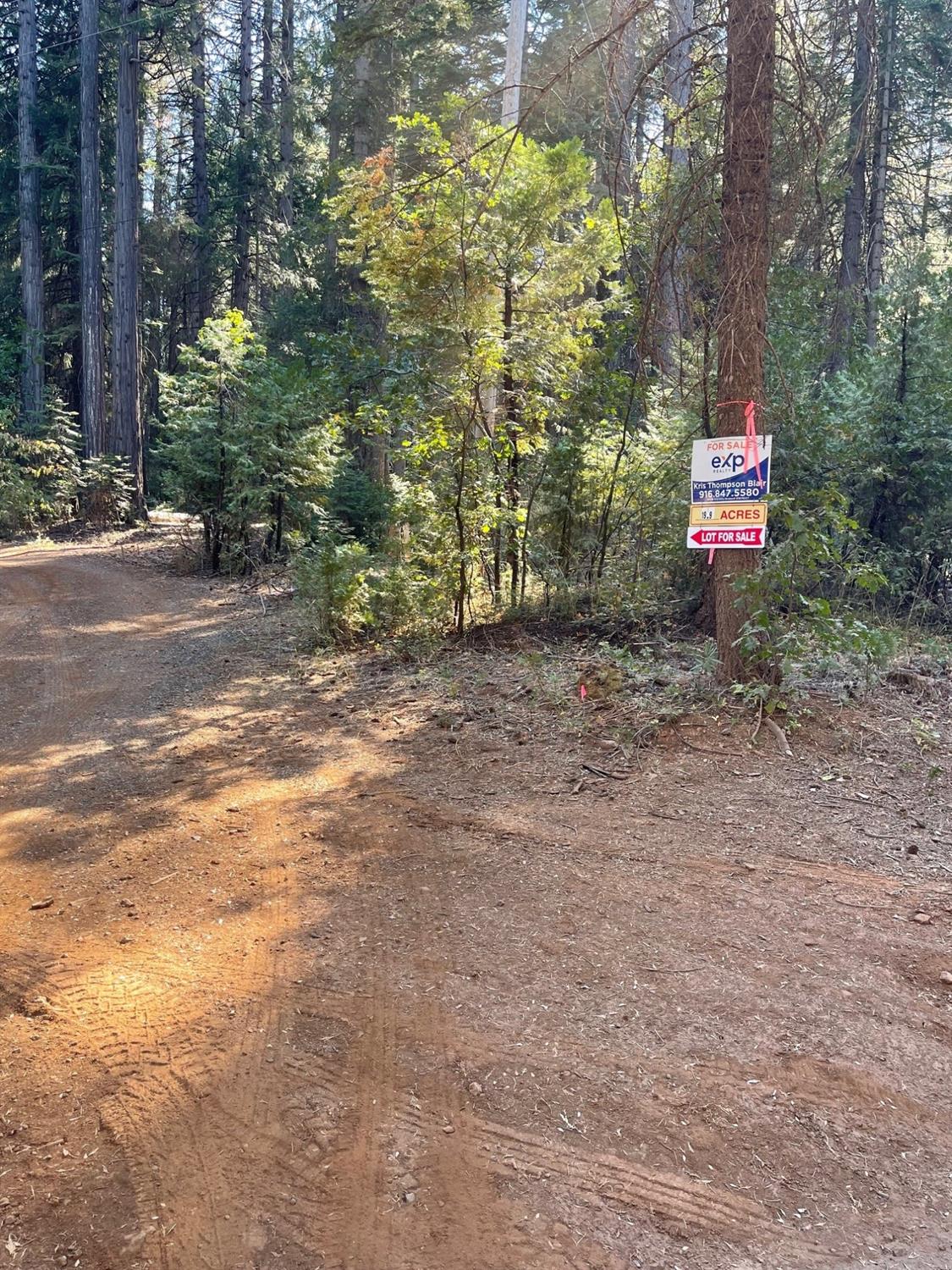 a pathway of a house with large trees