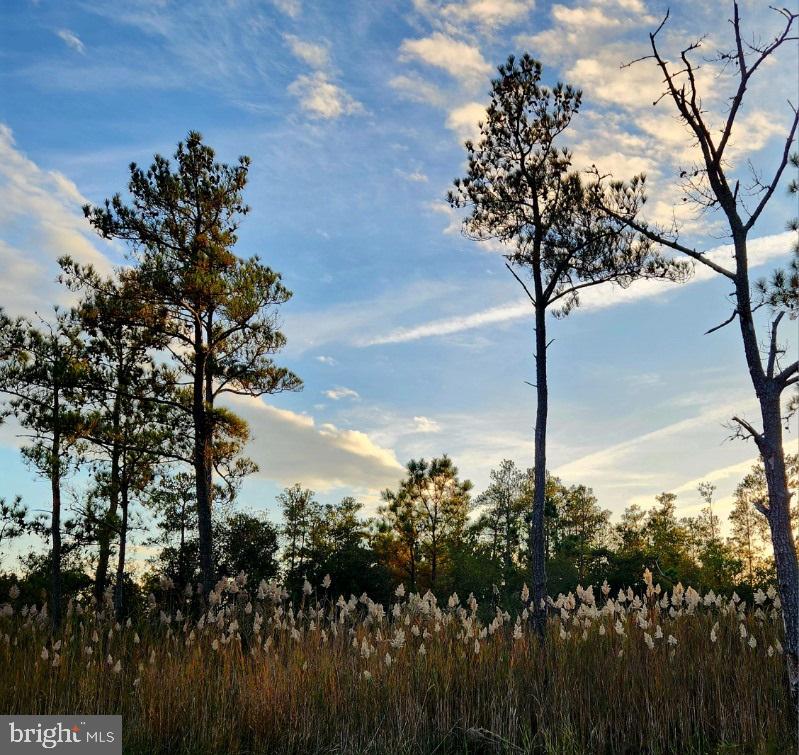 a picture of trees