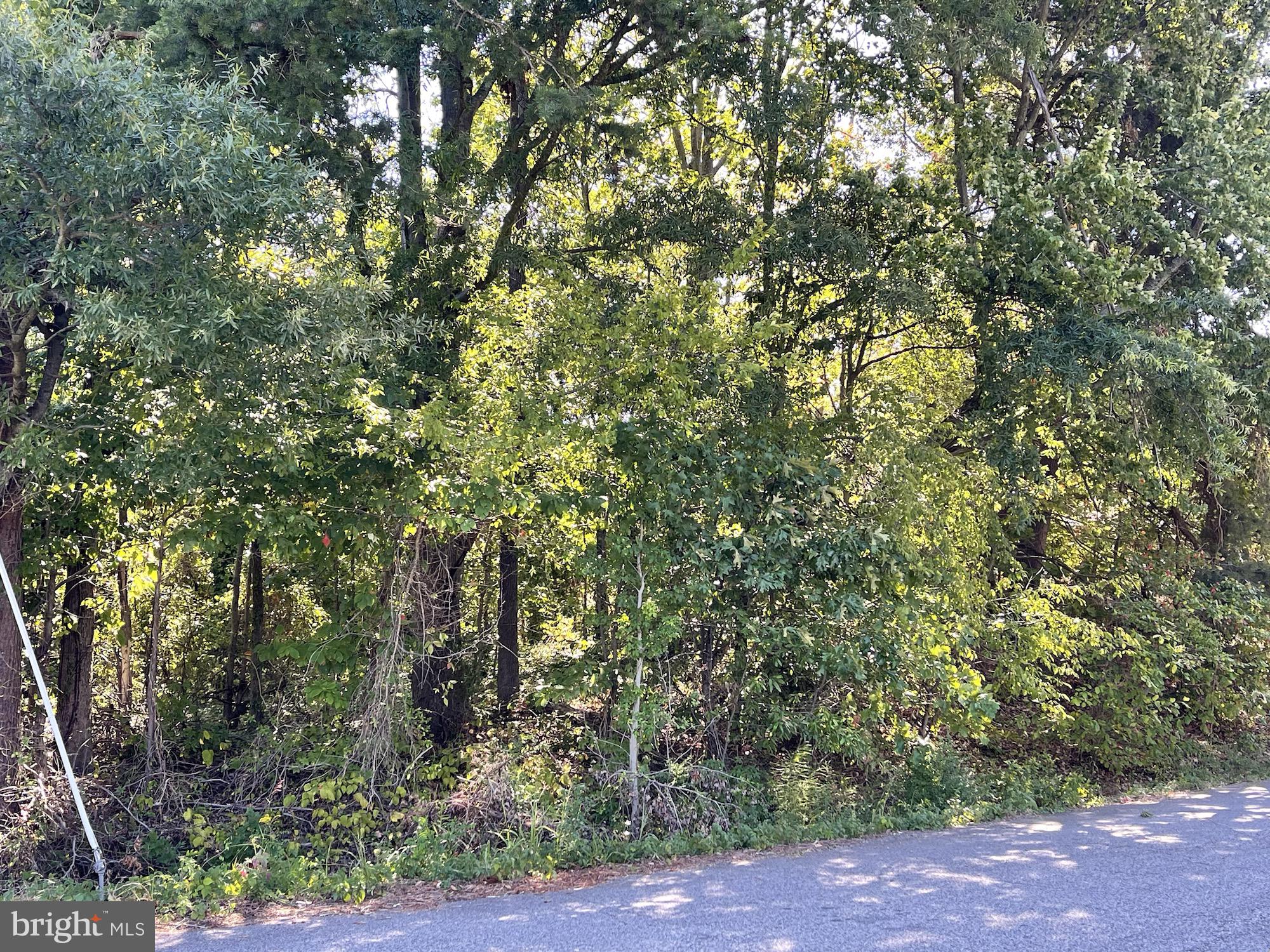 a view of a yard with plants and trees