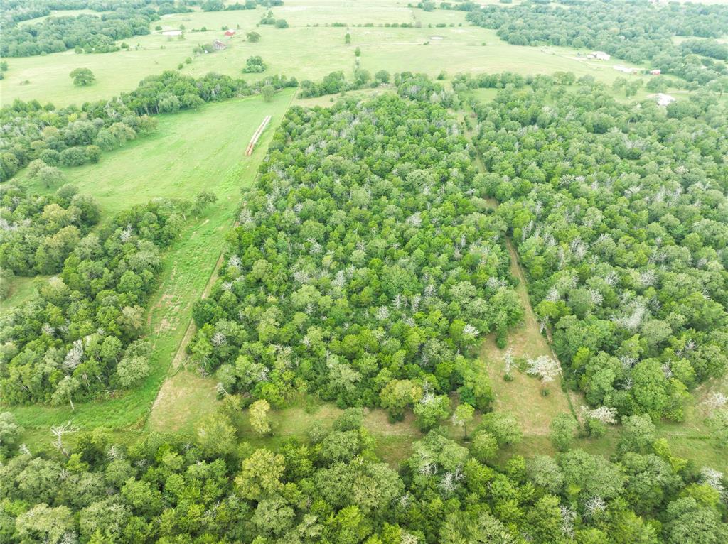 a view of a big yard with plants and large trees