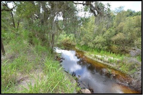 Charlie Creek and woods